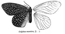 Cadphises maculata httpsuploadwikimediaorgwikipediacommonsthu