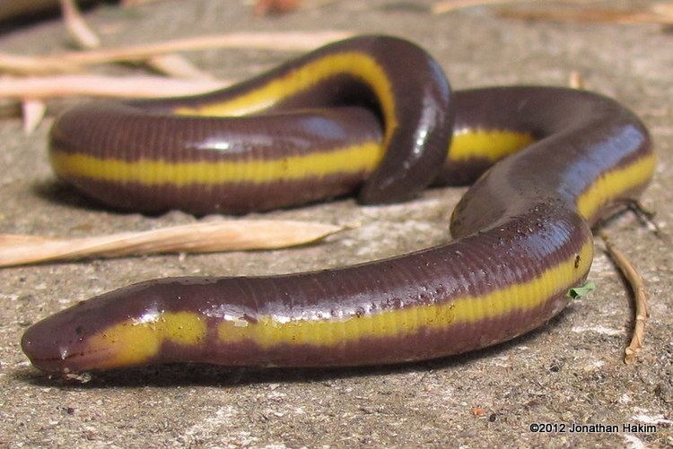 Caecilian Caecilians Reptiles and Amphibians of Bangkok