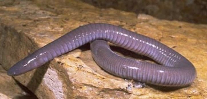 Caecilian 9 Weird and Interesting Facts about Caecilians Strange Animals