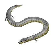 Caecilian Caecilian Wikipedia