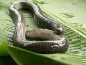 Caecilian The Creature Feature 10 Fun Facts About Caecilians or This