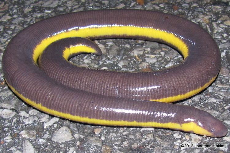 Caecilian Caecilians Reptiles and Amphibians of Bangkok