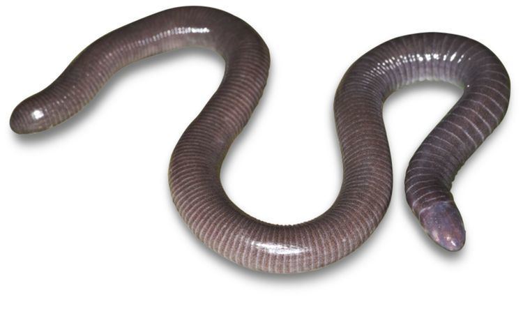 Caecilian Caecilians Amphibians Facts DK Find Out