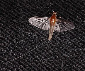 Caenis (mayfly) Mayfly Family Caenidae Angler39s Curses hatch amp pictures