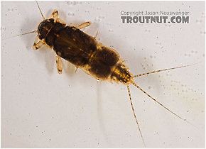 Caenis (mayfly) Mayfly Genus Caenis Angler39s Curses hatch amp pictures