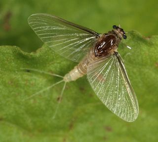 Caenis (mayfly) wwwdiscoverlifeorgIMIMWS0762320Caenishora
