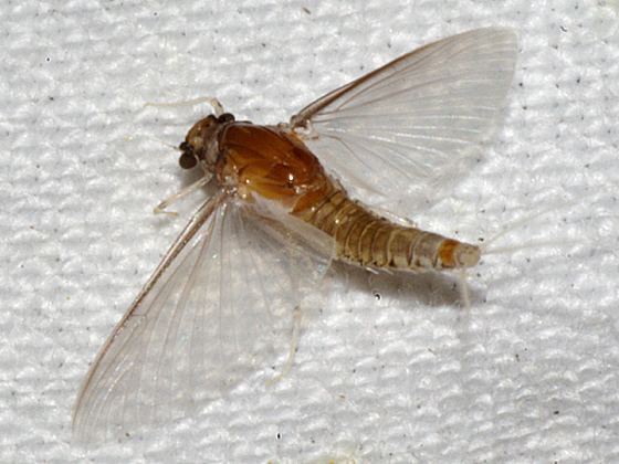Caenis (mayfly) Small Squaregilled Mayfly Caenis BugGuideNet
