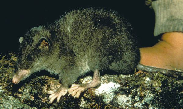 Caenolestes You Never Hear Much About ShrewOpossums Scientific American Blog