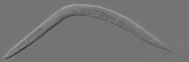 Caenorhabditis Caenorhabditis elegans Wikipedia