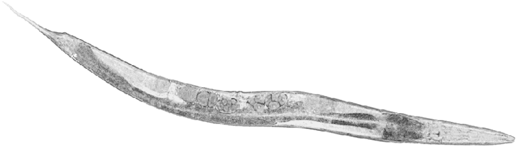 Caenorhabditis Caenorhabditis elegans in Edinburgh