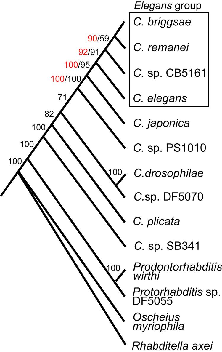Caenorhabditis The phylogenetic relationships of Caenorhabditis and other rhabditids