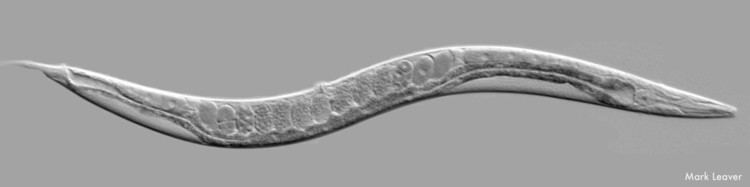 Caenorhabditis elegans Celegans