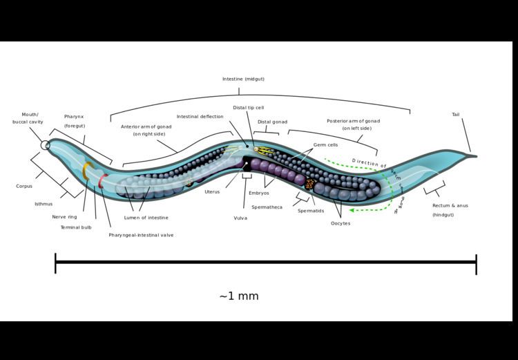 Caenorhabditis elegans httpsuploadwikimediaorgwikipediacommonsthu