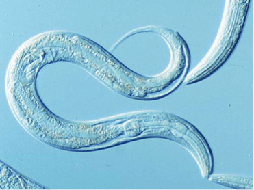 Caenorhabditis elegans Caenorhabditis elegans Deretil Nature