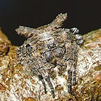 Caerostris Caerostris sexcuspidata