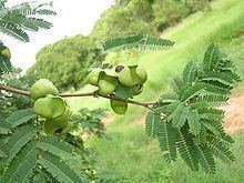 Caesalpinia coriaria httpsuploadwikimediaorgwikipediacommonsthu