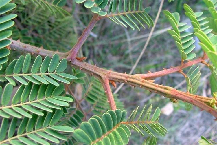 Caesalpinia decapetala Factsheet Caesalpinia decapetala Mysore Thorn