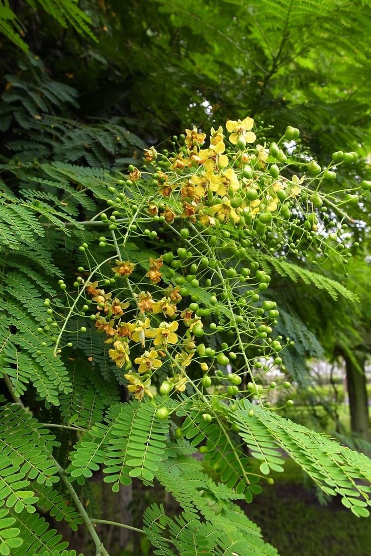 Caesalpinia digyna ydvnnetstoresimagescay20moc20meo20xanhjpg