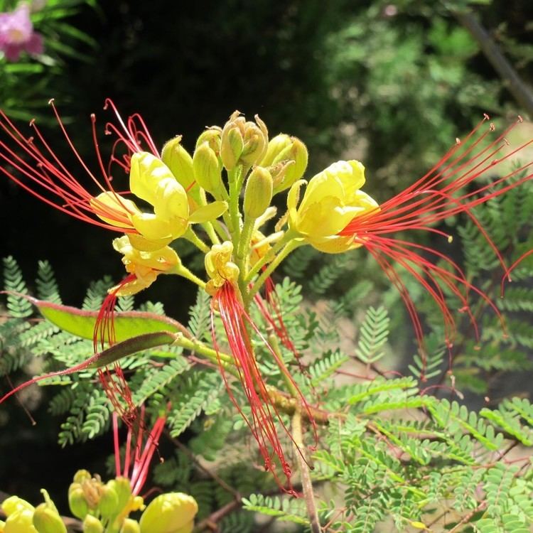 Caesalpinia gilliesii Caesalpinia gilliesii Boething Treeland Farms