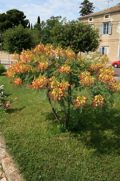 Caesalpinia gilliesii Caesalpinia Gilliesii Dwarf Yellow Bird of Paradise Seeds