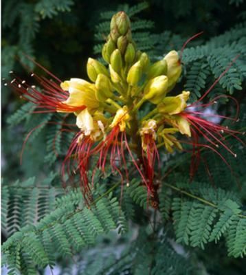 Caesalpinia gilliesii caesalpiniagilliesii21501006jpg