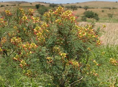 Caesalpinia gilliesii Caesalpinia gilliesii Birdofparadise Shrub Yellow Bird of