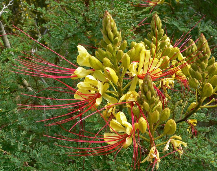 Caesalpinia gilliesii Caesalpinia Gilliesii Dwarf Yellow Bird of Paradise Seeds