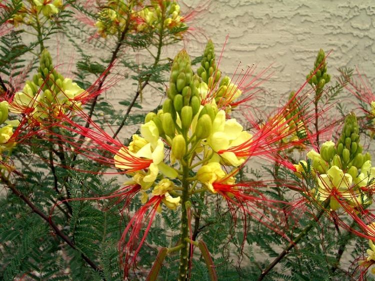 Caesalpinia gilliesii Caesalpinia gilliesii flowersjpg