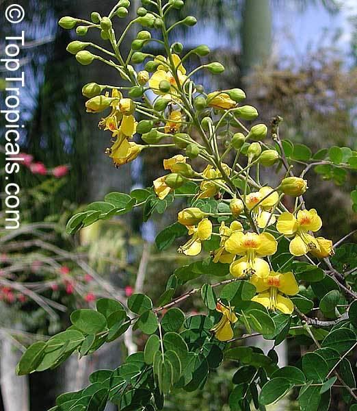Caesalpinia mexicana httpstoptropicalscompicsgarden05n33768jpg