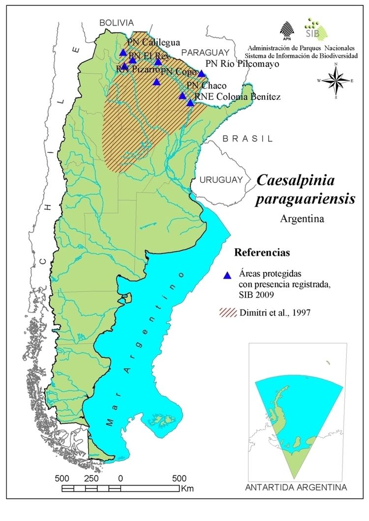 Caesalpinia paraguariensis httpswwwsibgovararchivosCaesalpinia20para