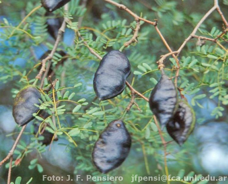 Caesalpinia paraguariensis Compaeros de viaje Guayacn Caesalpinia paraguariensis