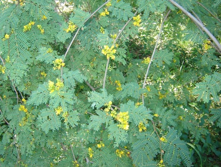 Caesalpinia paraguariensis v e r d e c h a c o Guayacn