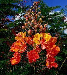 Caesalpinia pulcherrima Caesalpinia pulcherrima Wikipedia