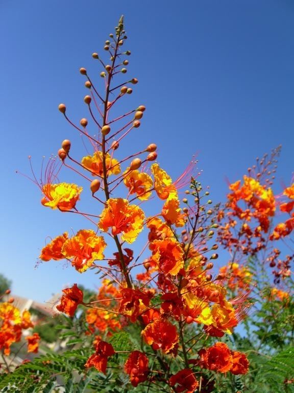 Caesalpinia pulcherrima Caesalpinia pulcherrima flowersJPG