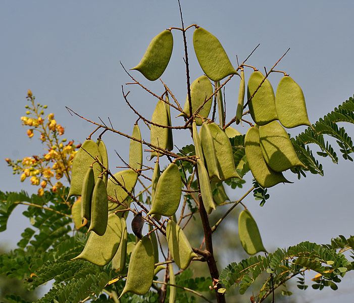 Caesalpinia sappan biogenesis