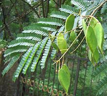 Caesalpinia sappan httpsuploadwikimediaorgwikipediacommonsthu