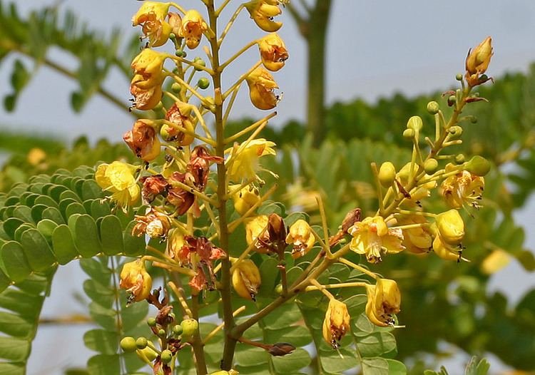 Caesalpinia sappan FileCaesalpinia sappan Sappan wood W3 IMG 3339jpg Wikimedia