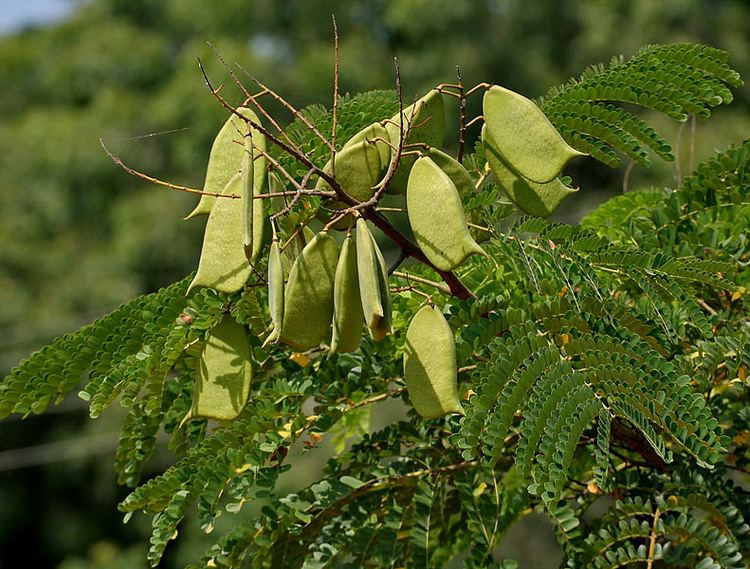 Caesalpinia sappan FileCaesalpinia sappan Sappan wood W IMG 3341jpg Wikimedia Commons