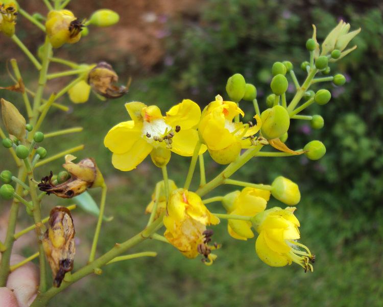 Caesalpinia sappan FileCaesalpinia sappan flowers 9JPG Wikimedia Commons