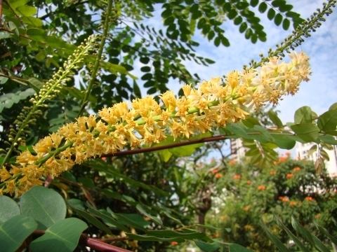 Caesalpinia spinosa Caesalpinia spinosa Useful Tropical Plants