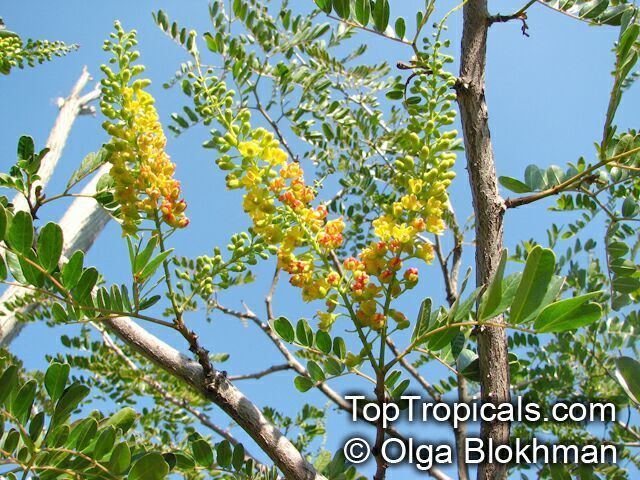 Caesalpinia spinosa Caesalpinia spinosa Tara Spiny Holdback TopTropicalscom