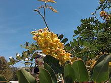 Caesalpinia spinosa httpsuploadwikimediaorgwikipediacommonsthu