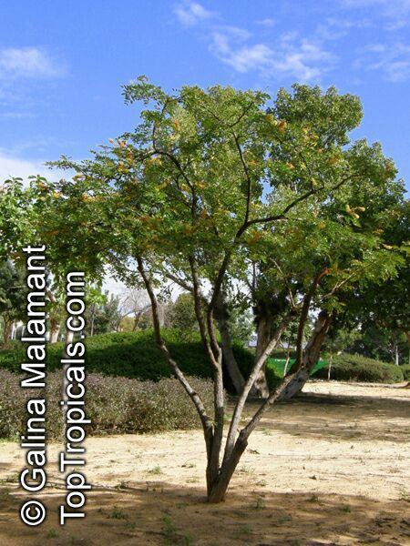 Caesalpinia spinosa Caesalpinia spinosa Tara Spiny Holdback TopTropicalscom