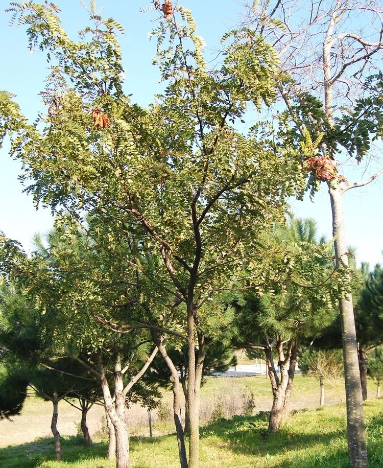 Caesalpinia spinosa Plantas Beleza e Diversidade Tara Caesalpinia spinosa