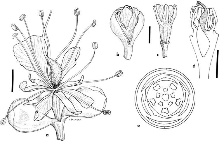 Caesalpinioideae Comparative floral ontogeny in Detarieae Leguminosae