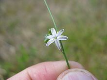 Caesia parviflora httpsuploadwikimediaorgwikipediacommonsthu