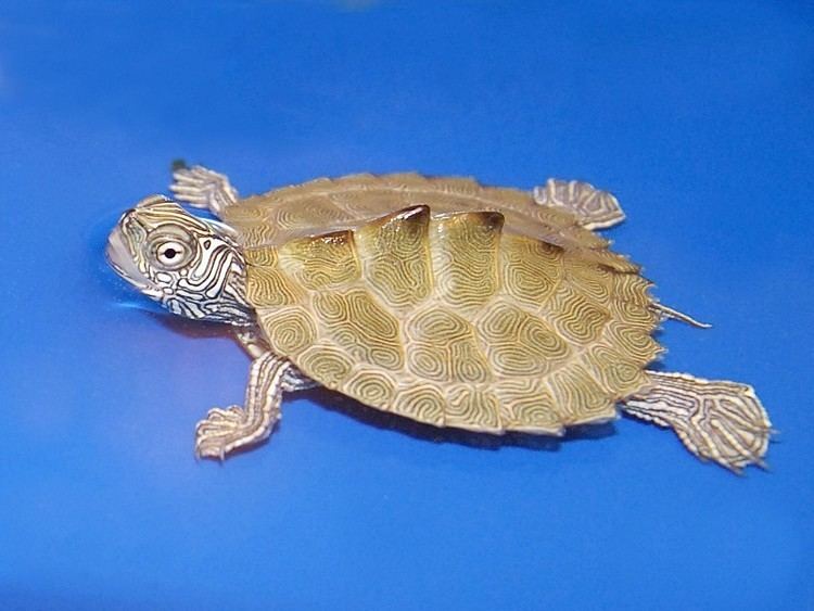 Cagle's map turtle Cagle39s Map Turtle for sale from The Turtle Source