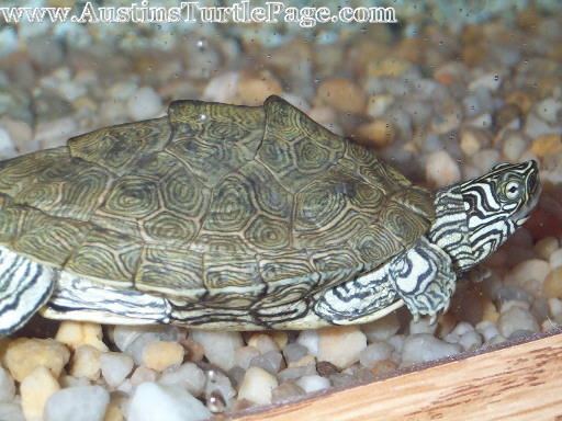 Cagle's map turtle Care Sheet Cagle39s Map
