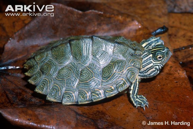 Cagle's map turtle Cagle39s map turtle photo Graptemys caglei G64287 ARKive