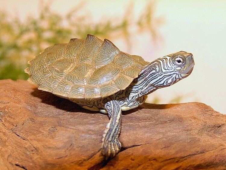 Cagle's map turtle Cagle39s Map Turtle for sale from The Turtle Source